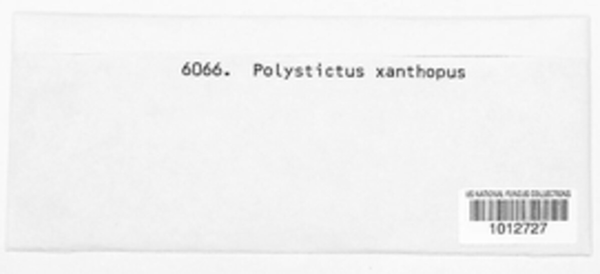 Polystictus xanthopus image